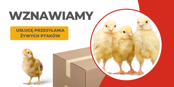  Wznawiamy usługę przesyłania żywych ptaków 