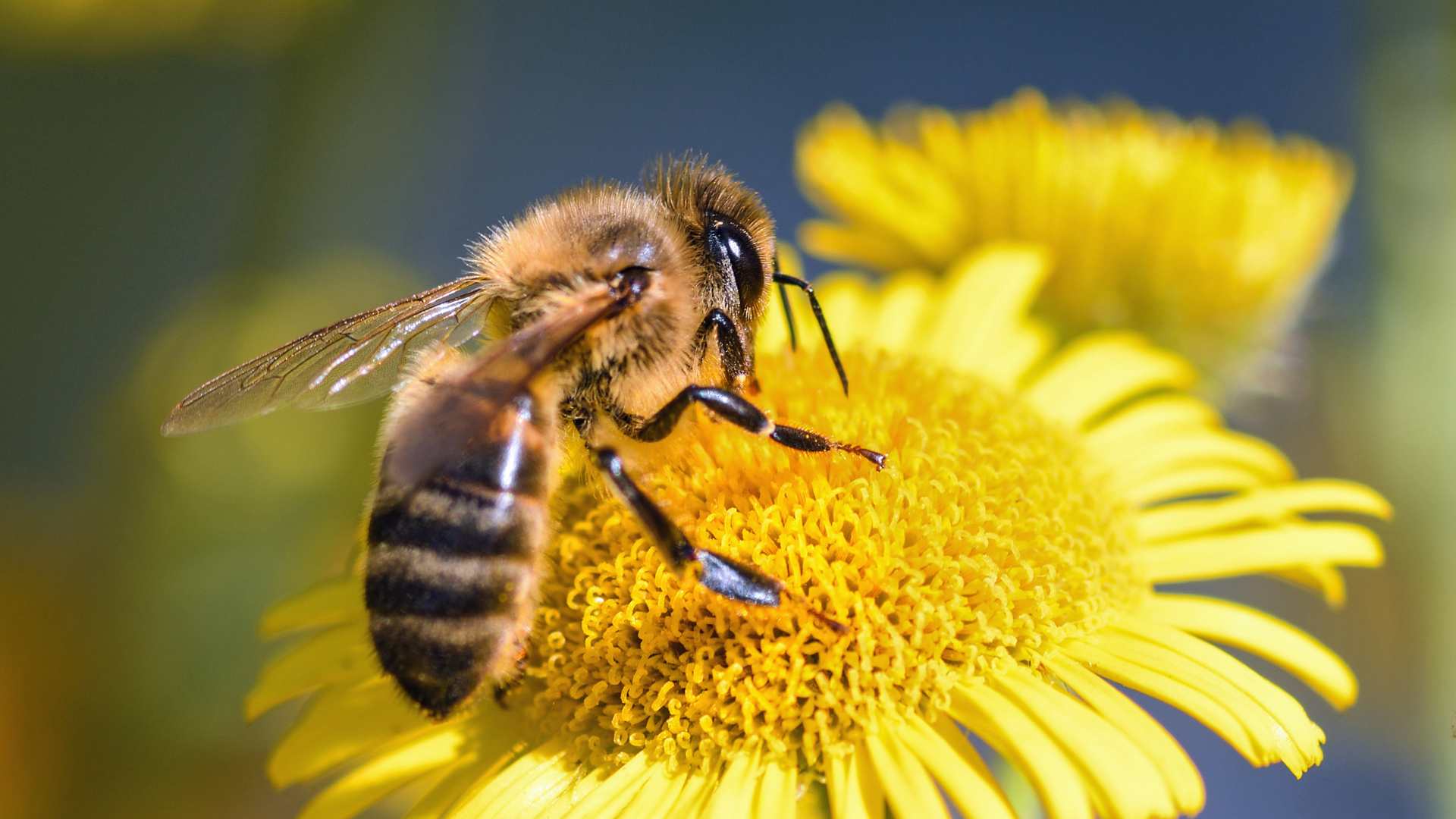 Zdjęcie przedstawia pszczołę, która siedzi na kwiatku