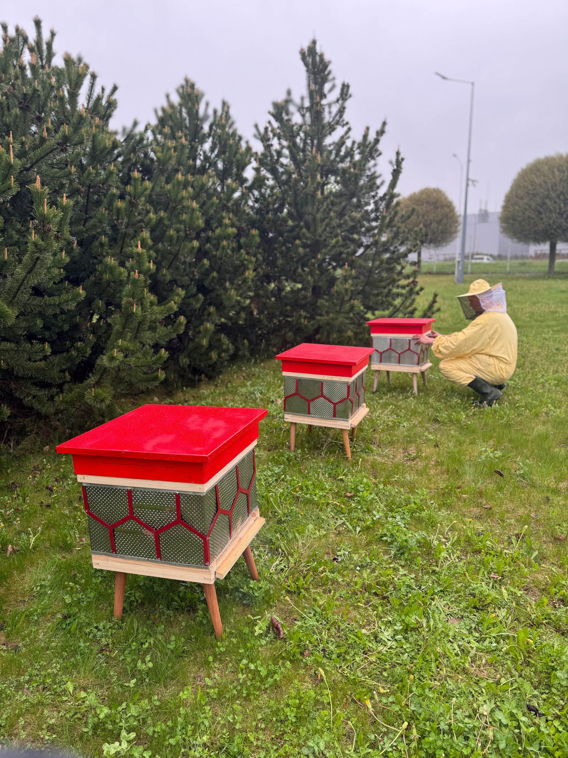 pasieka z pszczołami