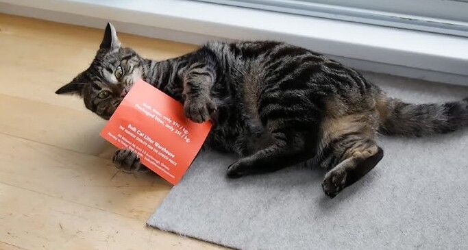 kot bawiący się ulotką reklamową